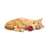 Huxley & Kent Lady Bug Flinger Cat Toy - Poudre Pet & Feed Supply 2